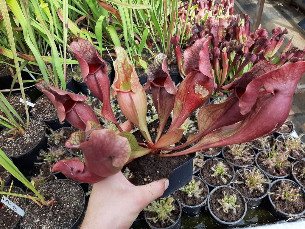 ssp. venosa "all red form"