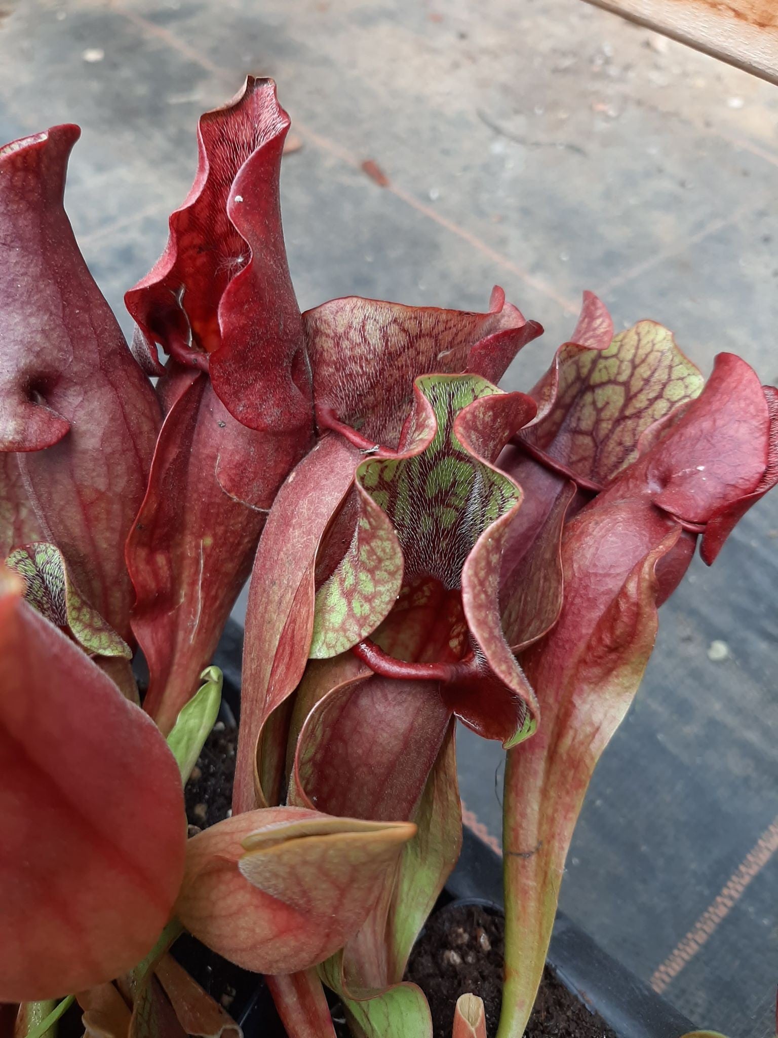 ssp. venosa "all red form"