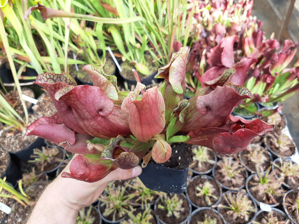 ssp. venosa "all red form"