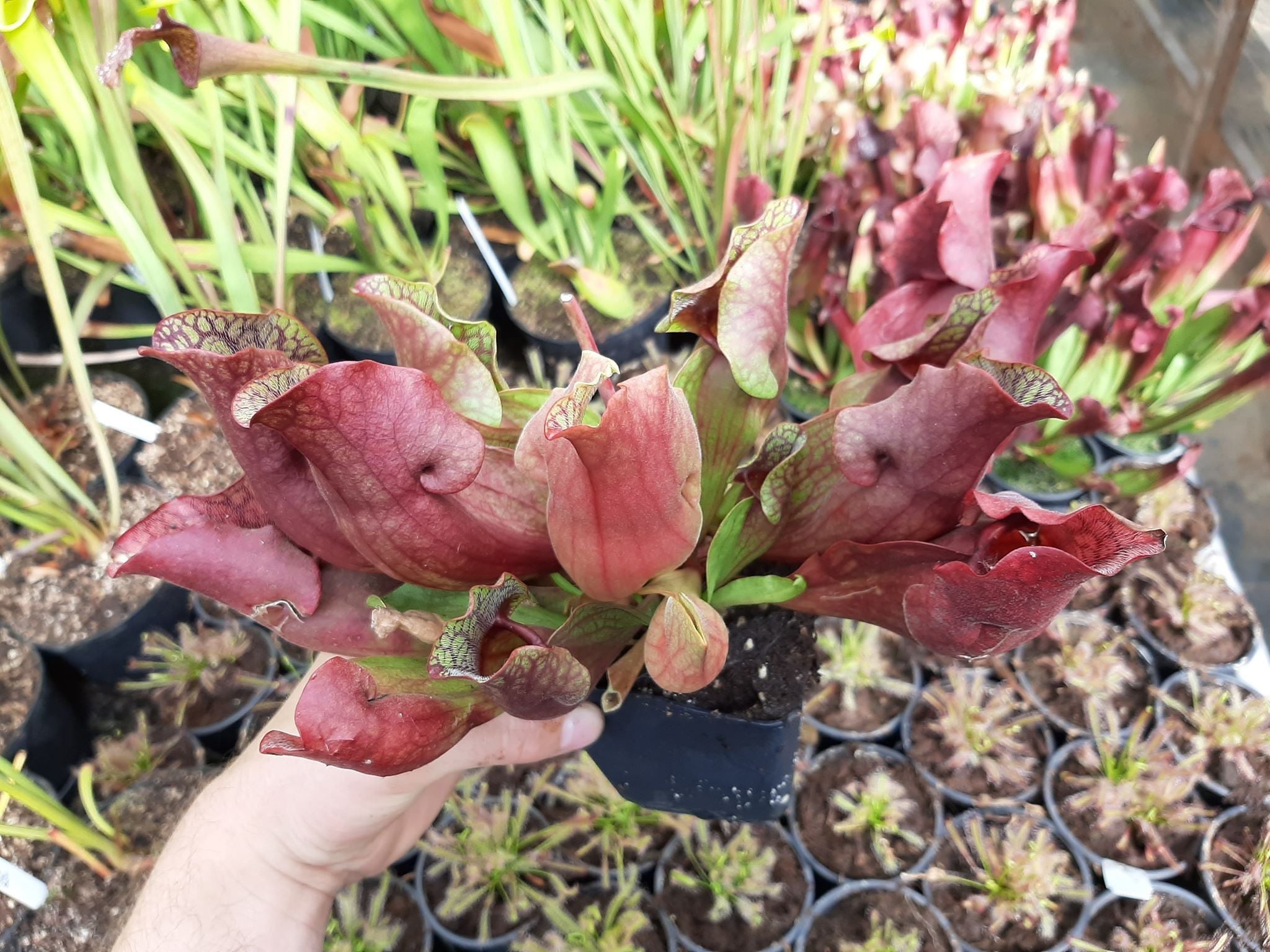 ssp. venosa "all red form"