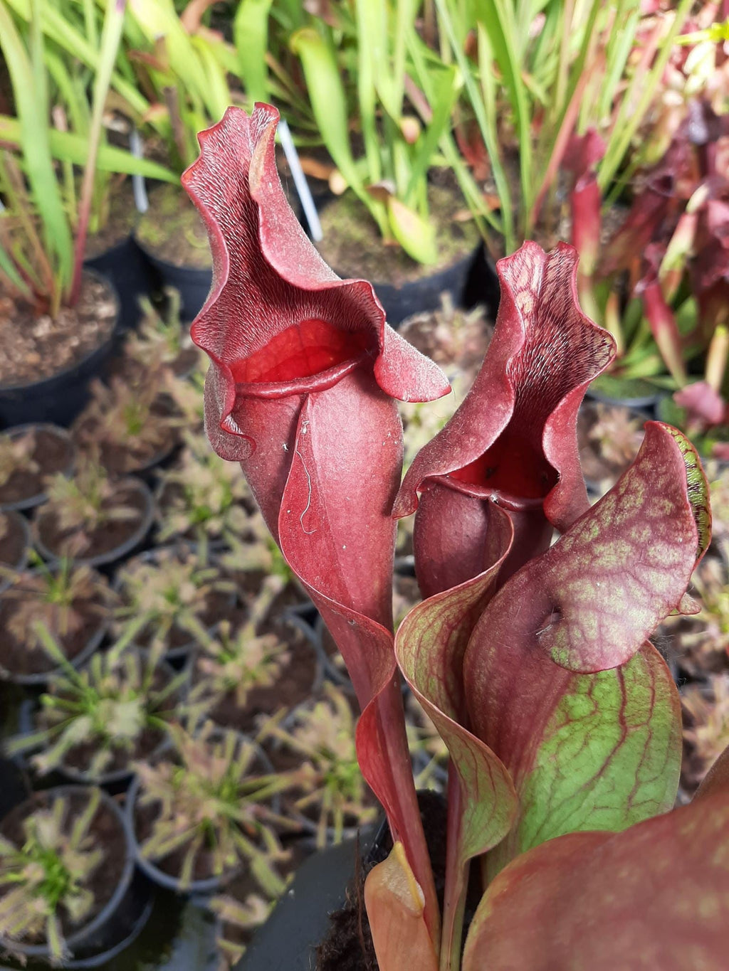 ssp. venosa "all red form"