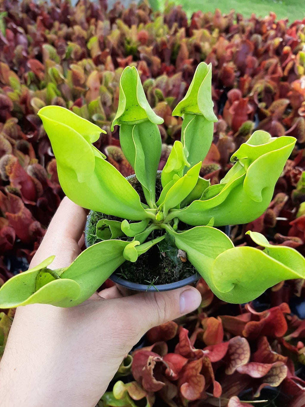 ssp. purpurea f. heterophylla
