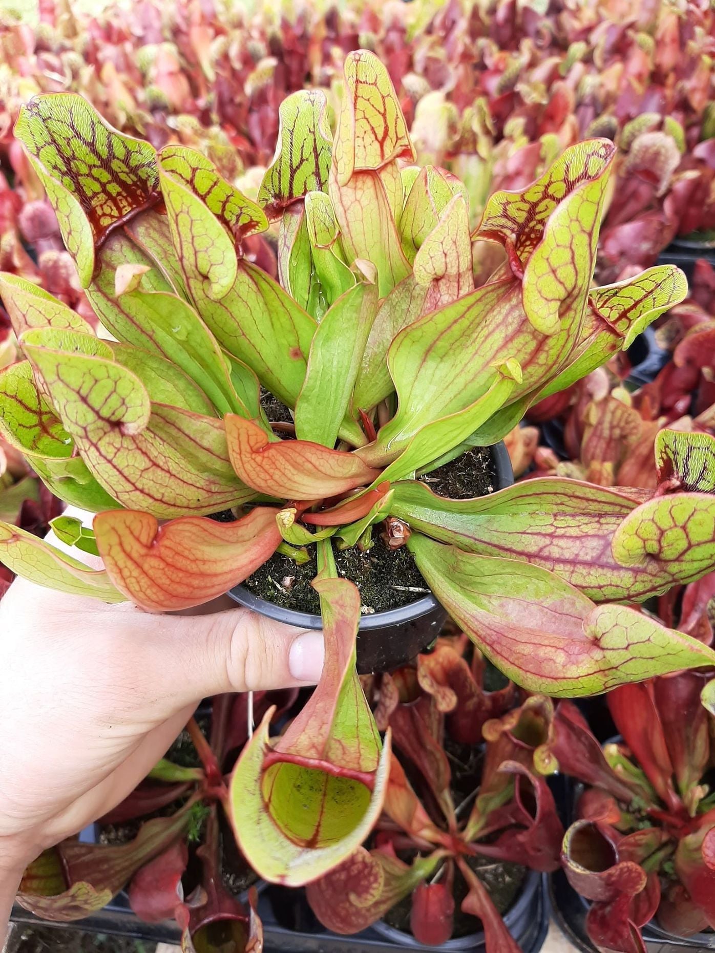 ssp. purpurea "green-red"