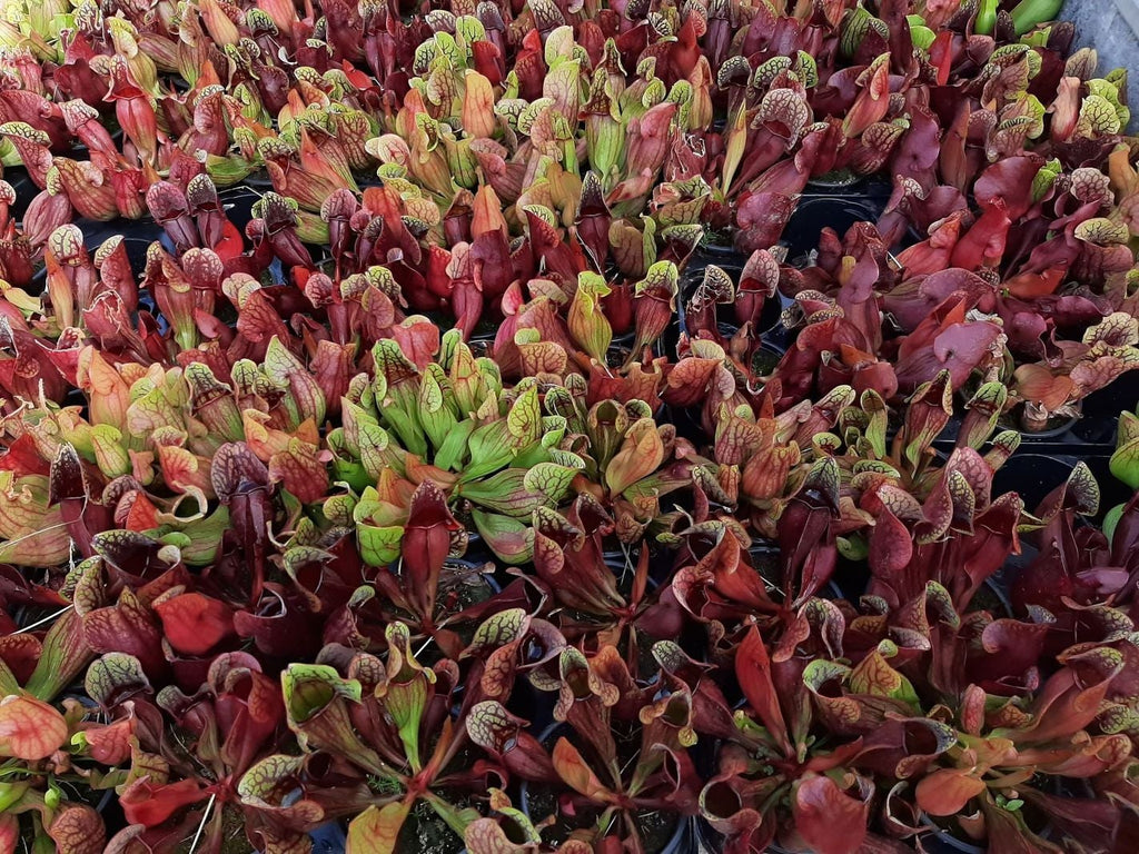 3x ssp. purpurea Paket