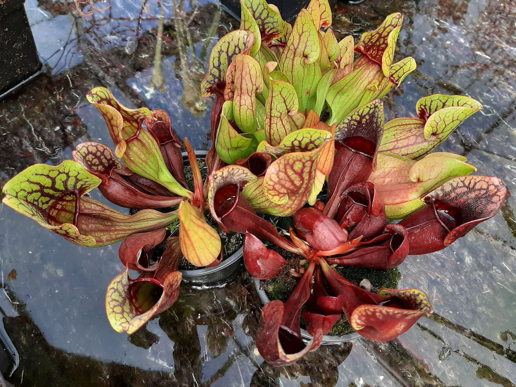 3x ssp. purpurea Paket