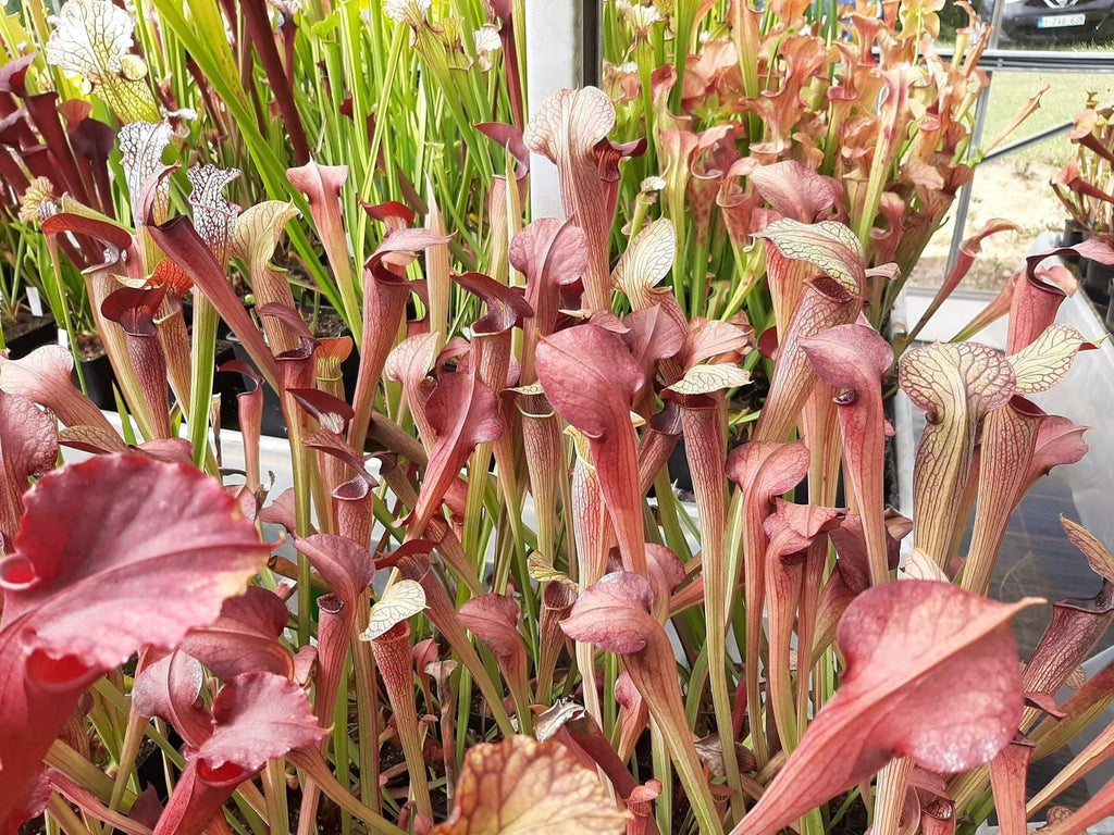 MK-A22 var. atrorubra. x MK- A28 var. nigropurpurea Seedgrown individuals!