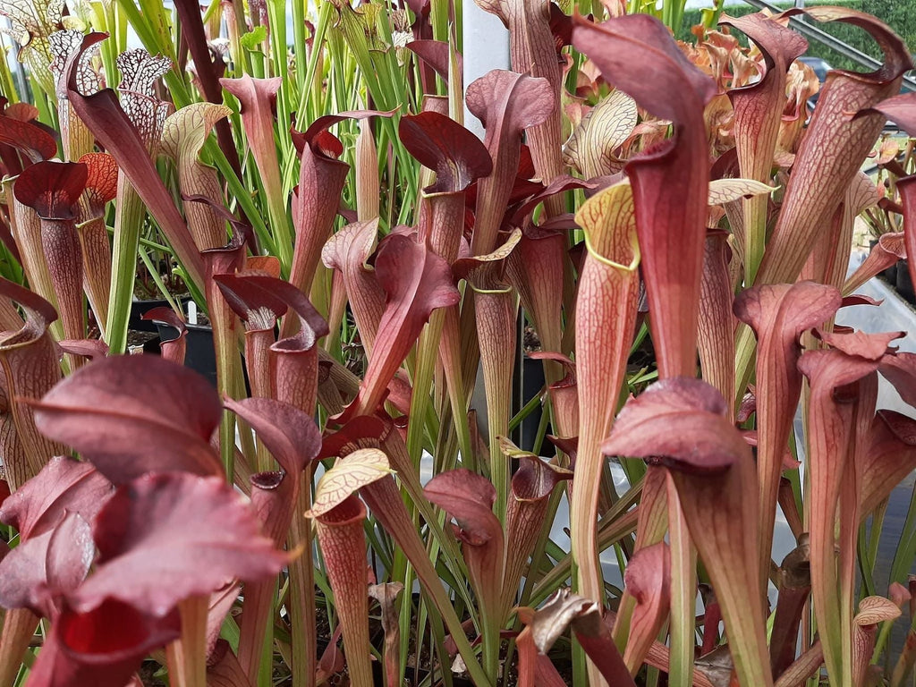 MK-A22 var. atrorubra. x MK- A28 var. nigropurpurea Seedgrown individuals!