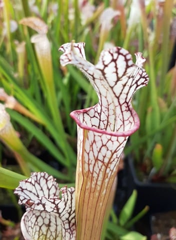 "typical", Carniflora