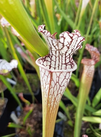 "typical", Carniflora