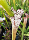 "typical", Carniflora