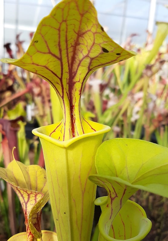 var. flava, Shalotte, Brunswick Co.