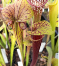 var. ornata/rubri., Sandy Creek Road