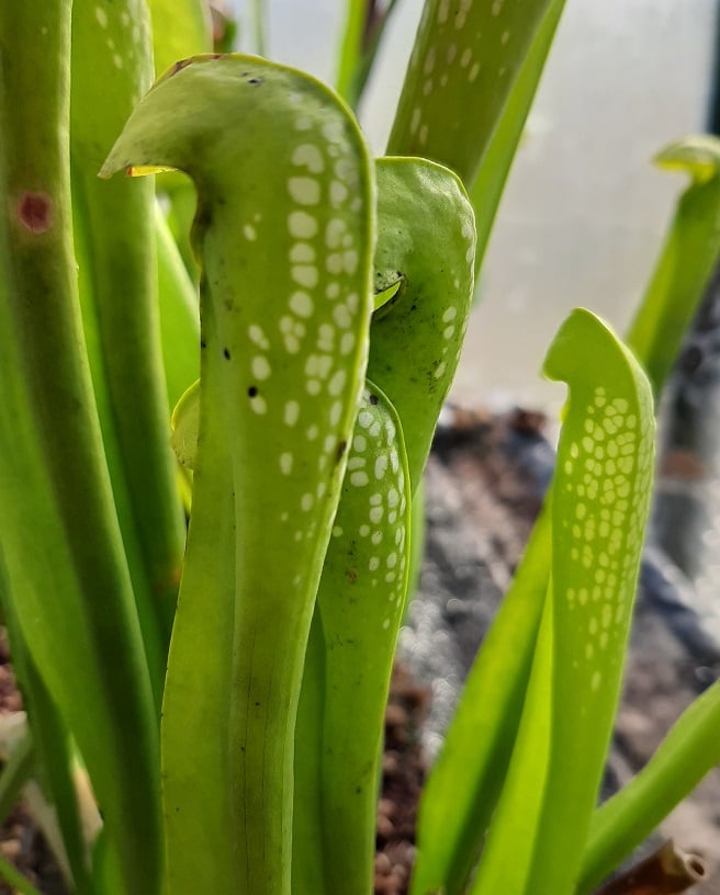 S. minor f. viridescens