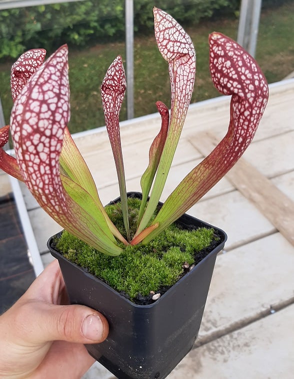 x wrigleyana, Okaloosa Co., Blackwater, Fl. (Sämling leucophylla x psittacina)