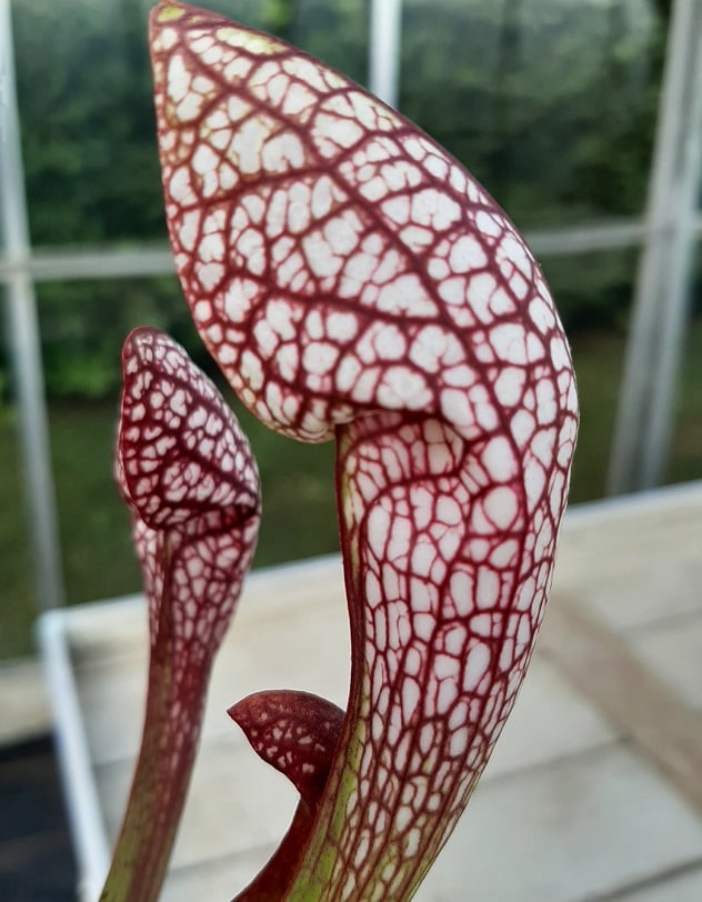 x wrigleyana, Okaloosa Co., Blackwater, Fl. (Sämling leucophylla x psittacina)