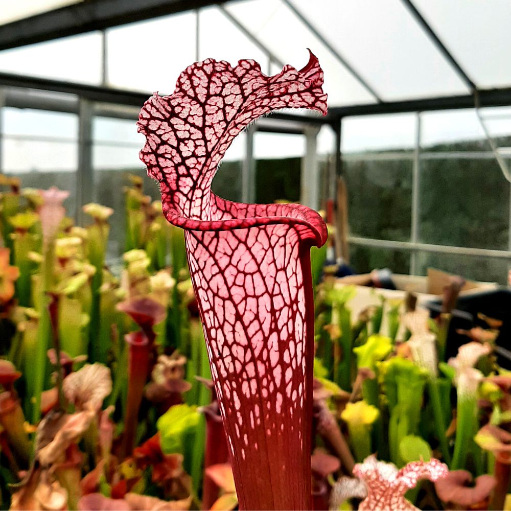 Pensacola, Escambia Co., Fl. "pink form"
