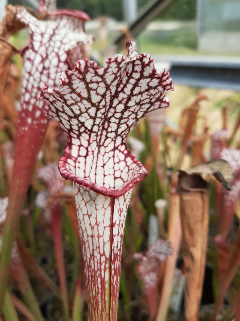 leucophylla, typical