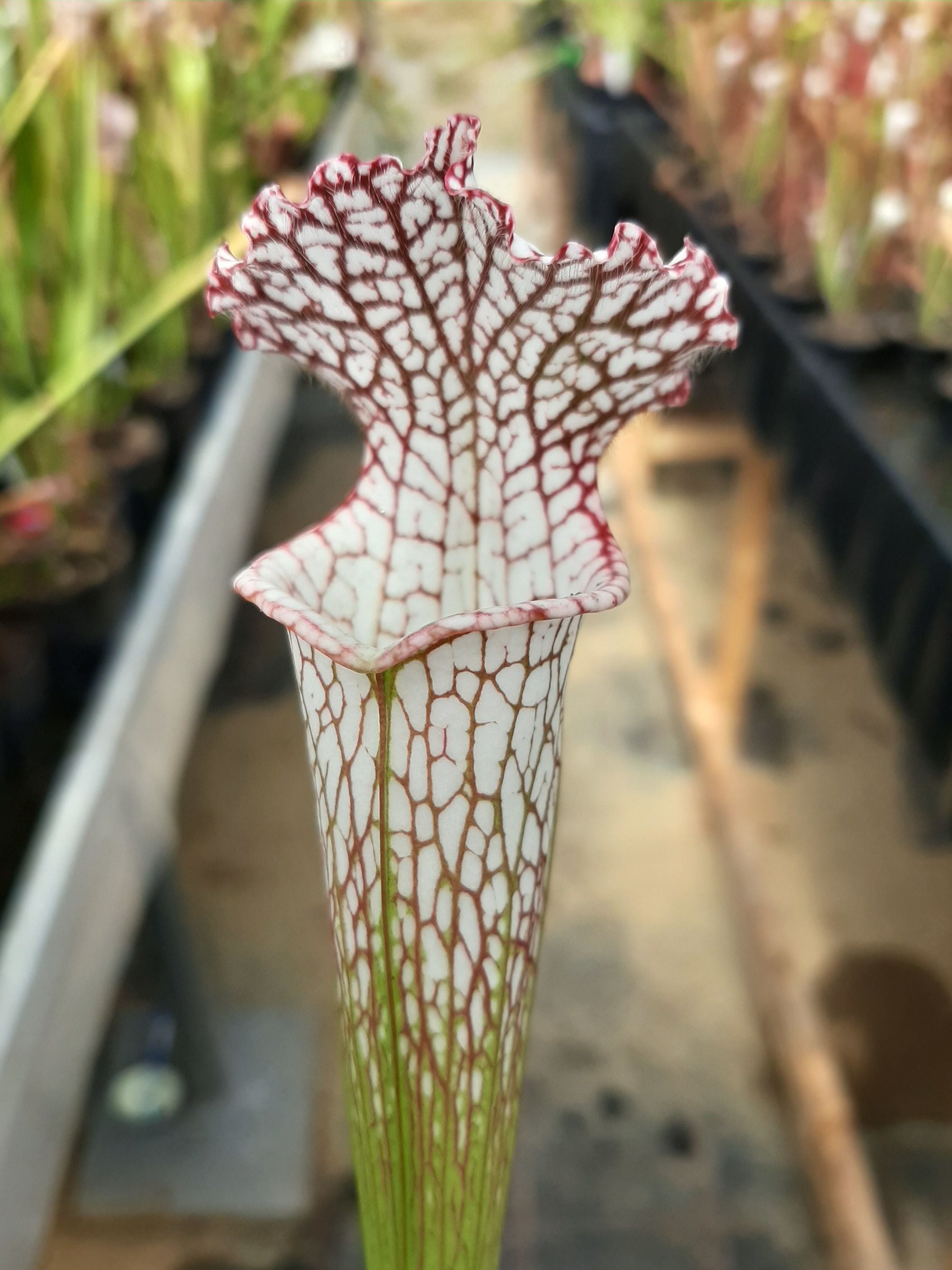 leucophylla, typical