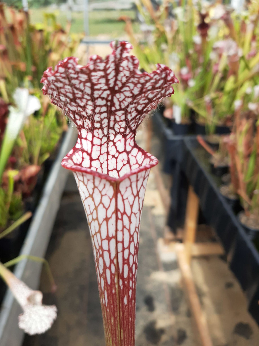 leucophylla, typical
