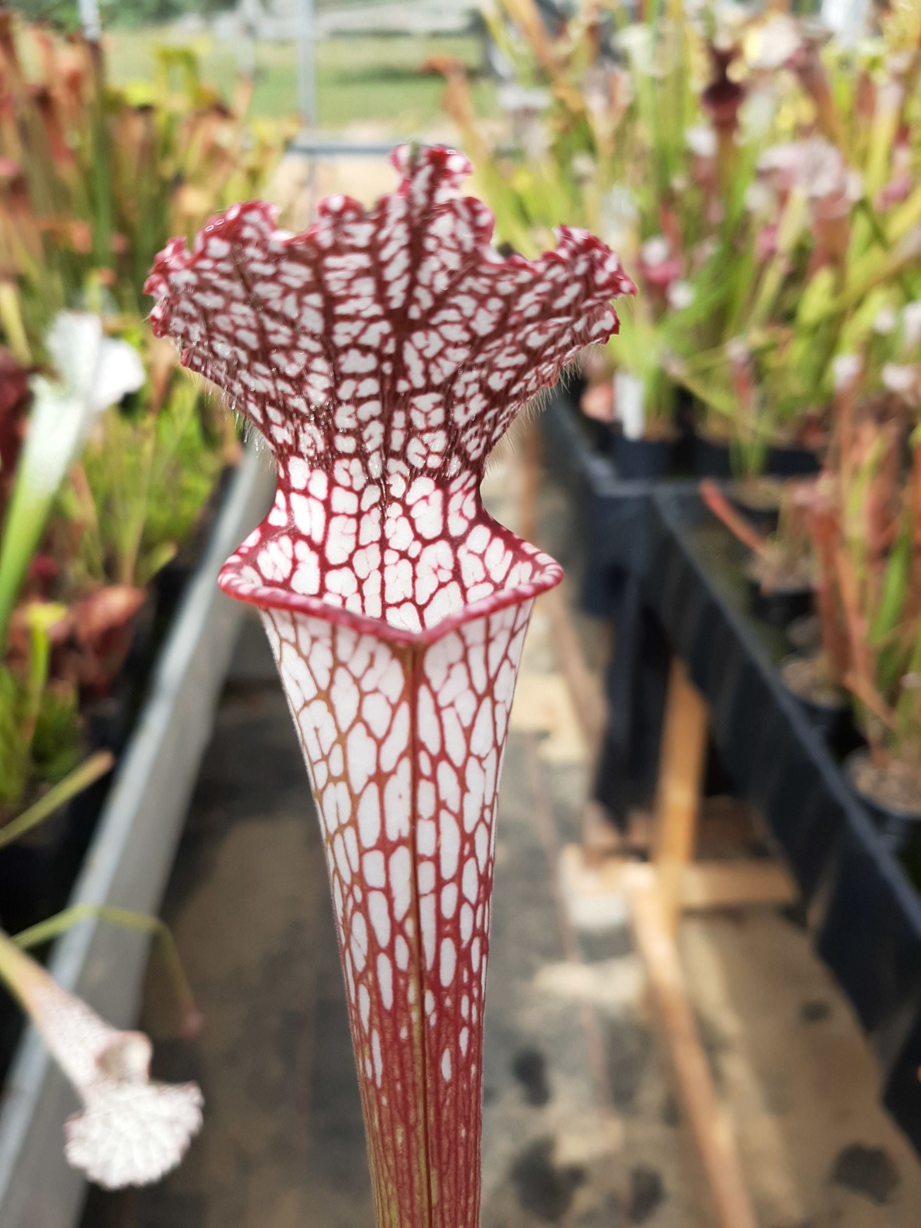leucophylla, typical
