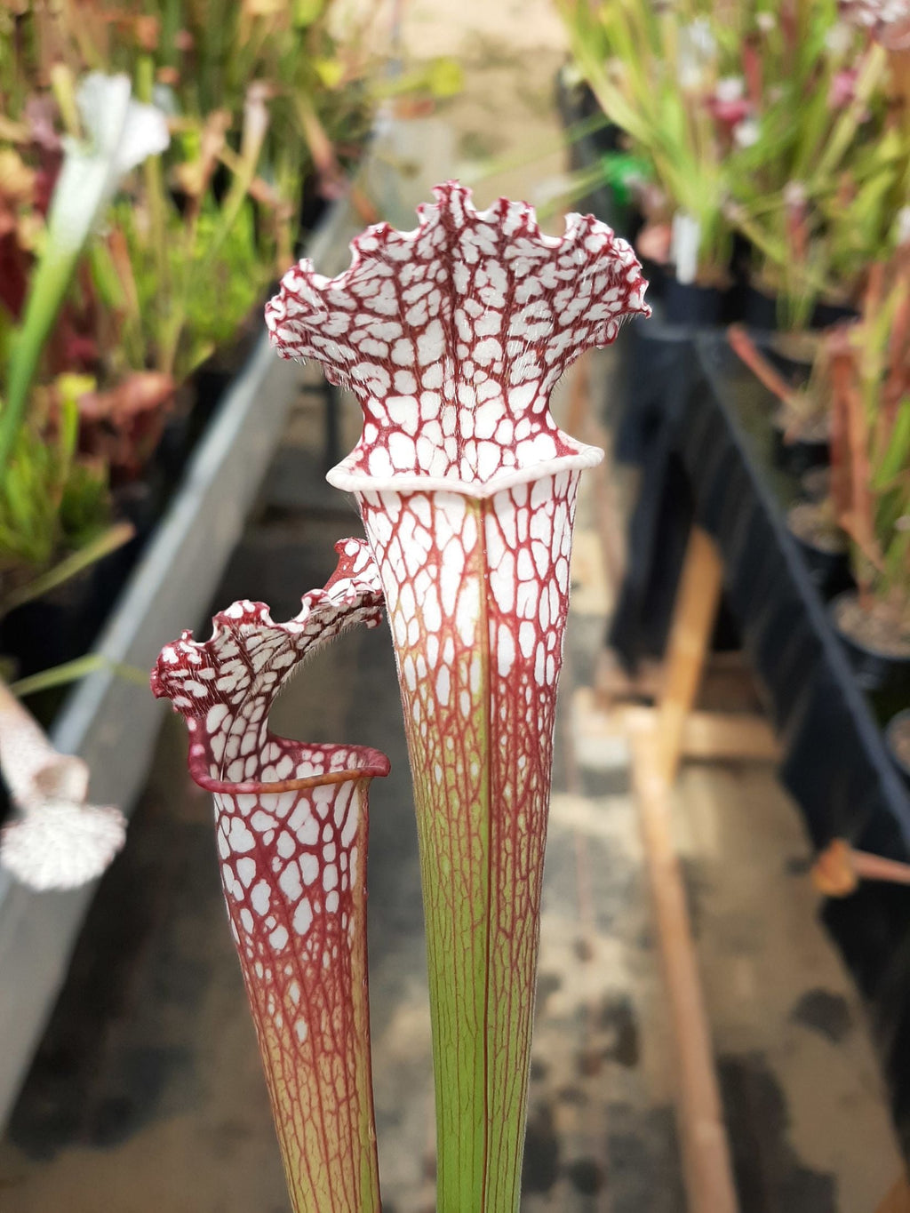 leucophylla, typical