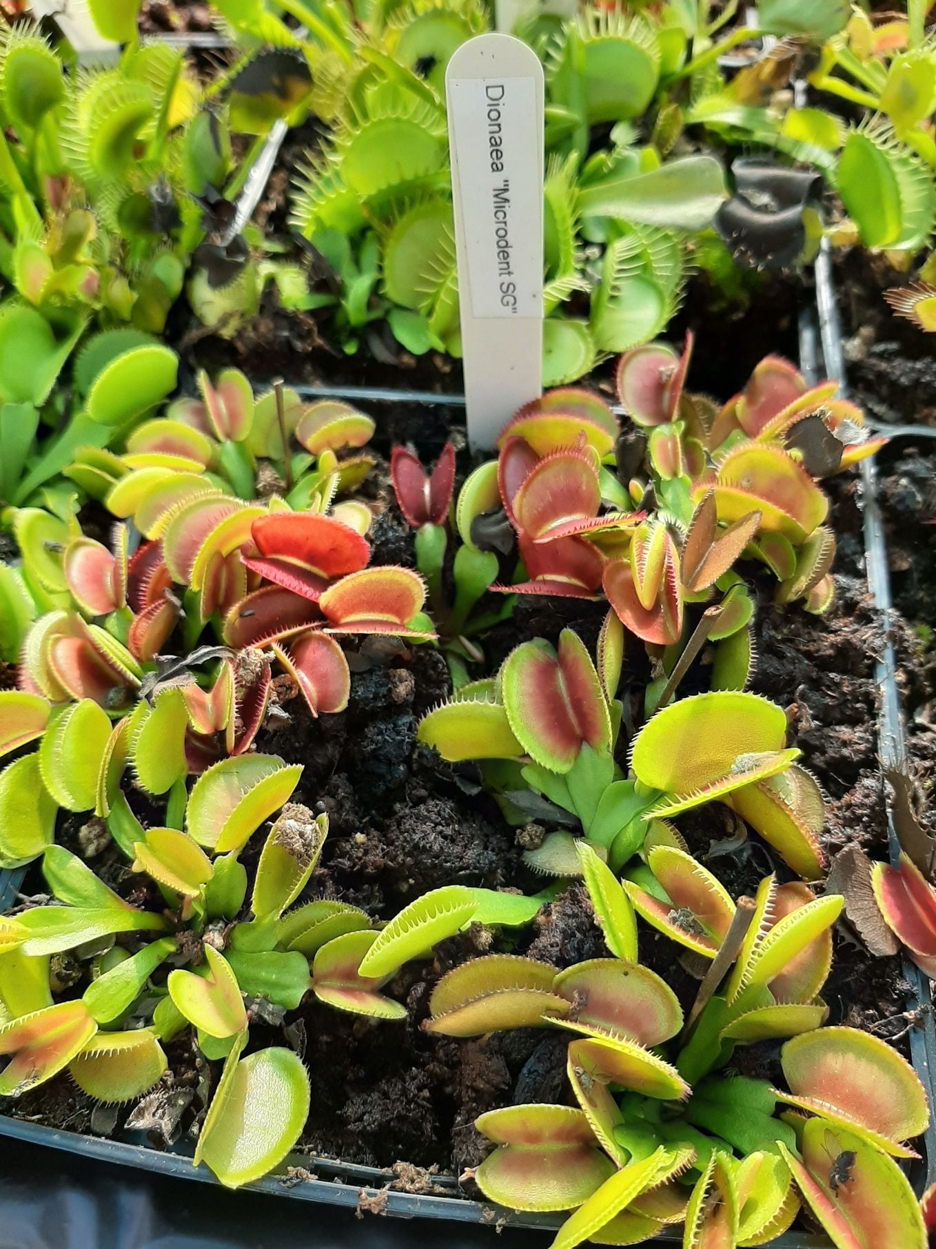 Microdent seedgrown