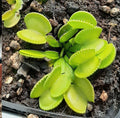 Groene tovenaar