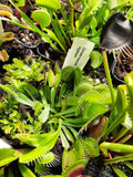 Albtraum