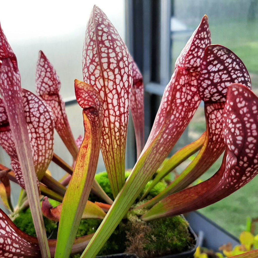 x wrigleyana, Okaloosa Co., Blackwater, Fl. (Sämling leucophylla x psittacina)