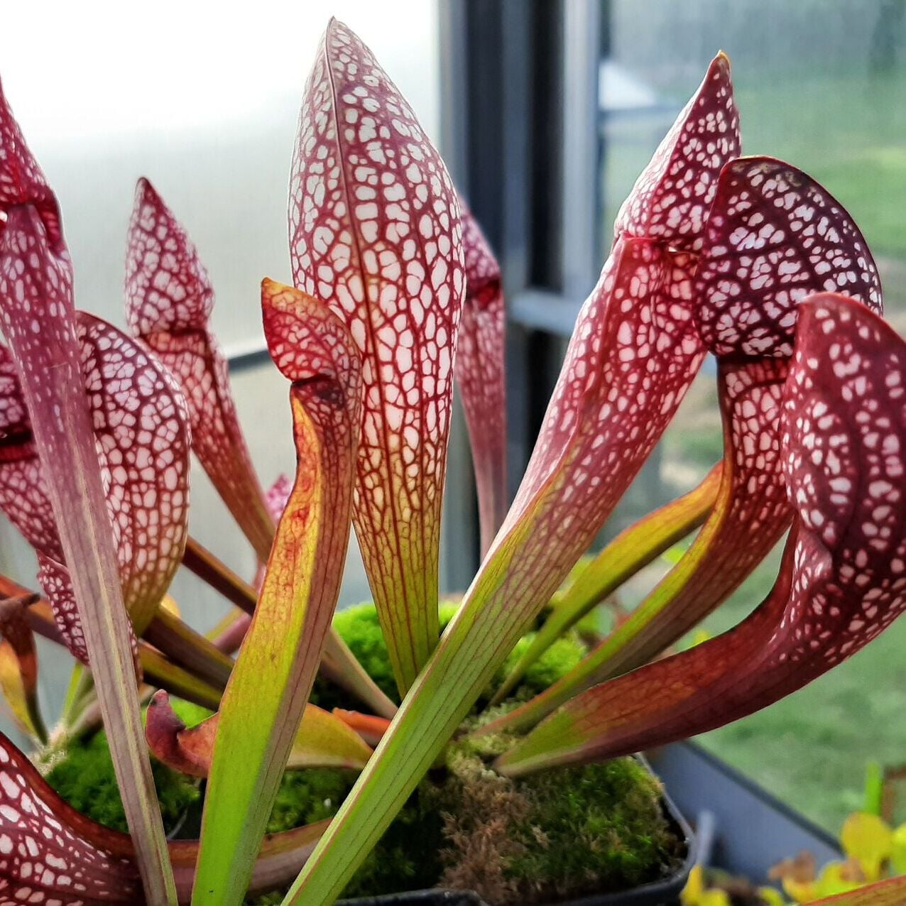 x wrigleyana, Okaloosa Co., Blackwater, Fl. (Sämling leucophylla x psittacina)