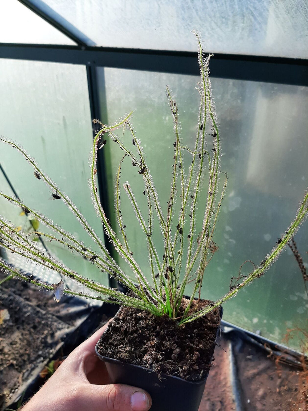 D. filiformis