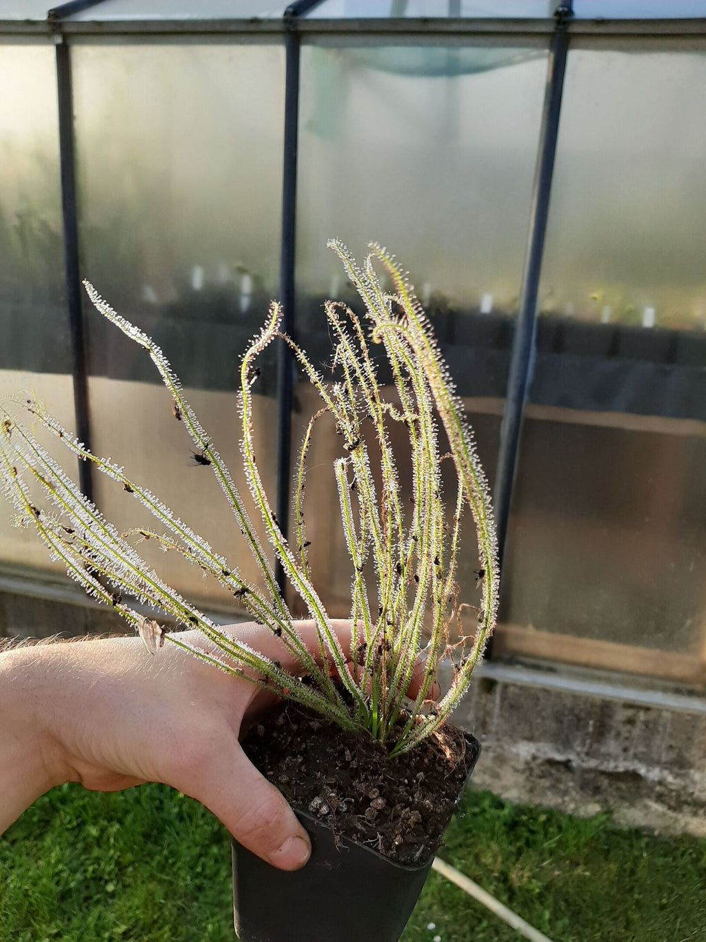 D. filiformis