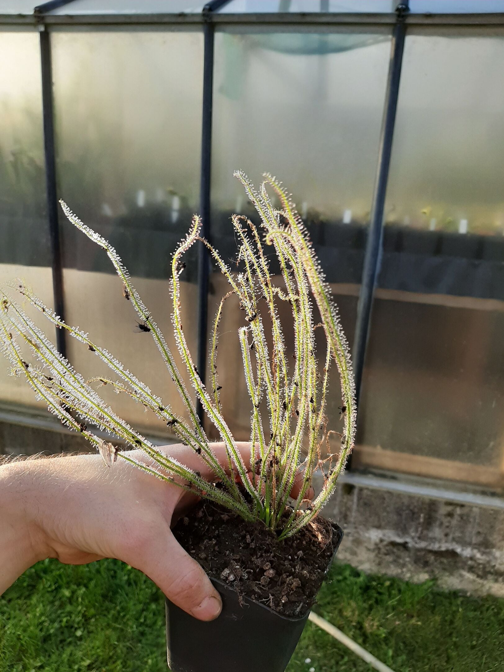 D. filiformis