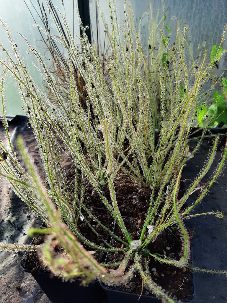 D. filiformis