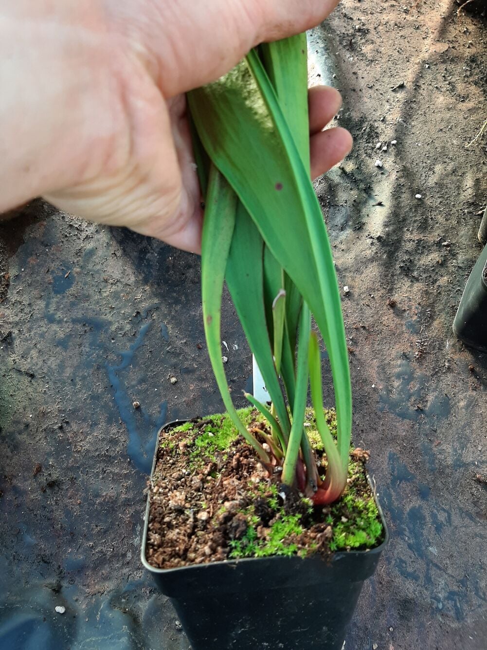 x moorei 'Adrian Slack'