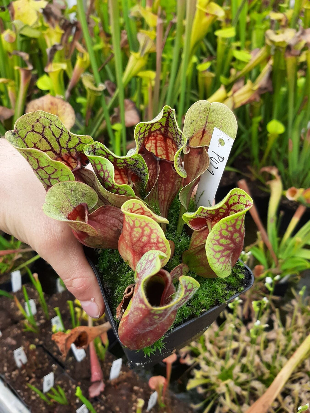 KD-PU21B ssp. venosa var. burkii f. luteola x venosa yellow flower