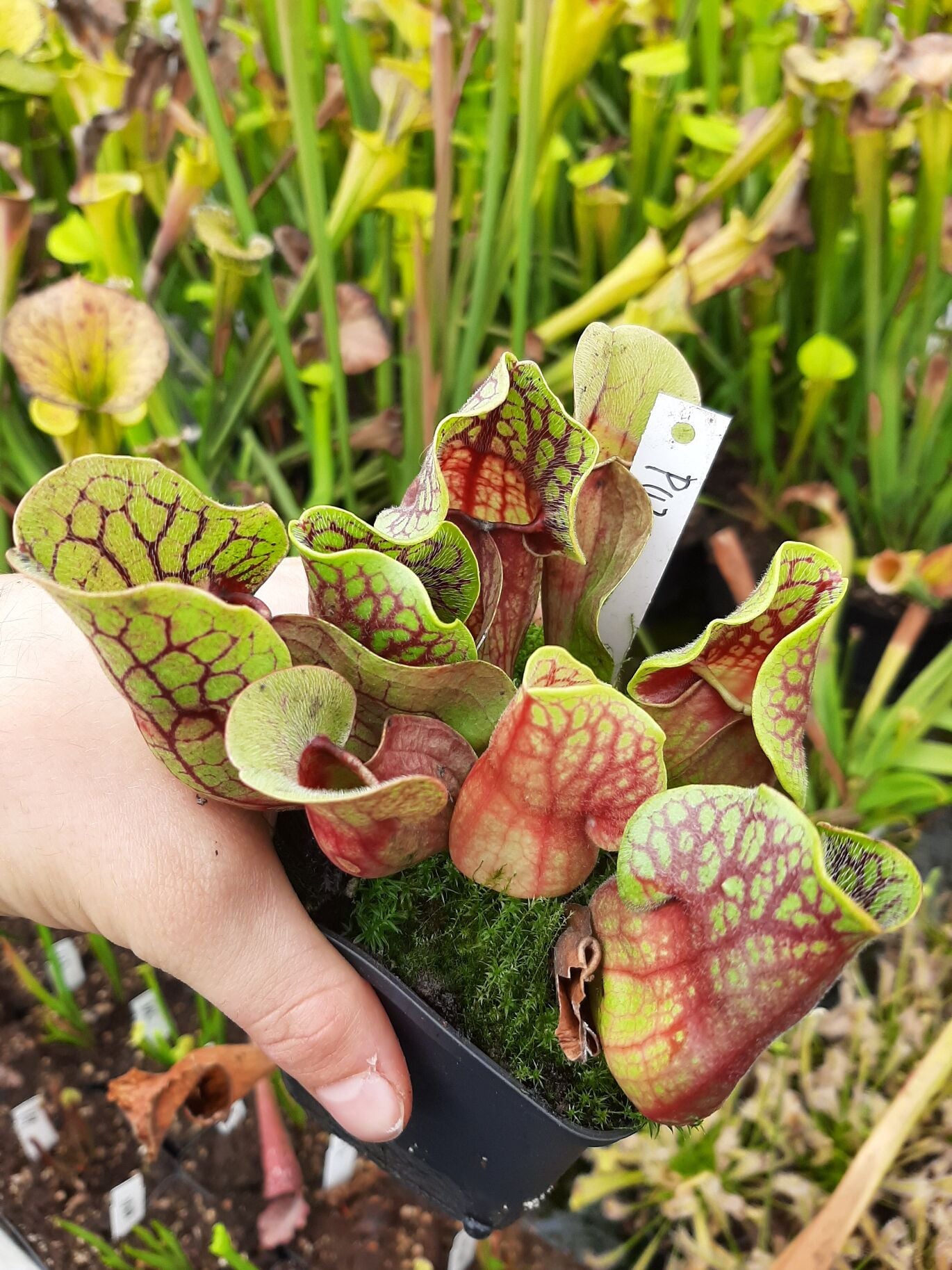 KD-PU21B ssp. venosa var. burkii f. luteola x venosa yellow flower