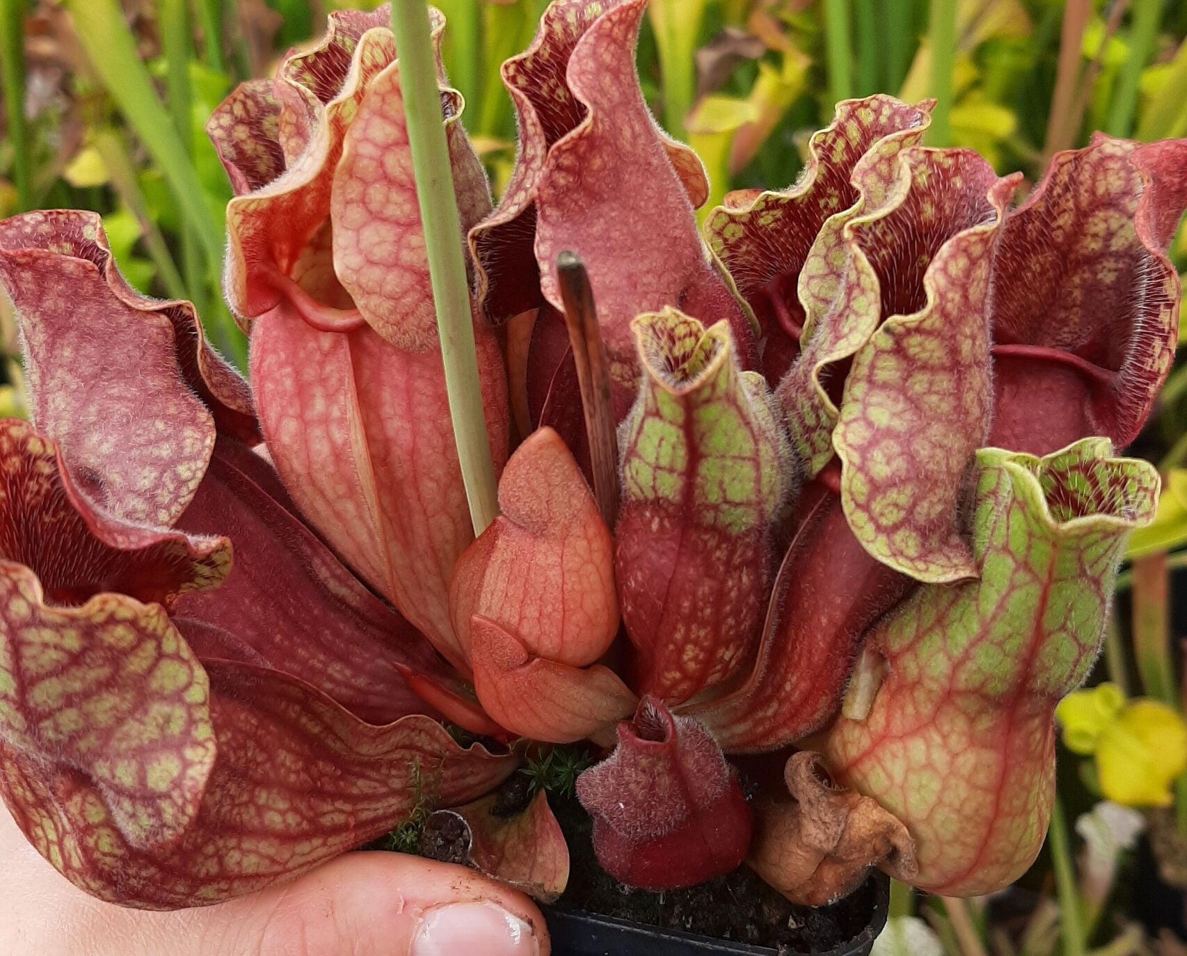 ssp. venosa, Shealy’s Pond, Lexington x self CK