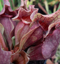 rosea/ssp. venosa var. burkii , Liberty Co.