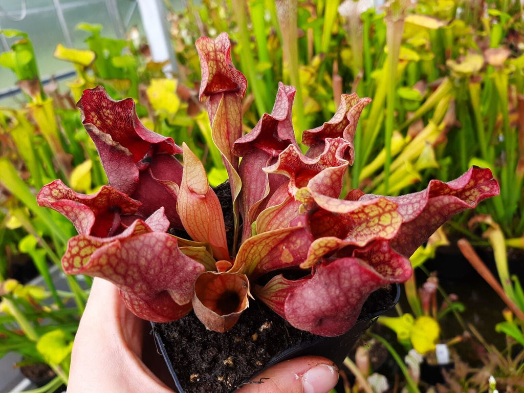 rosea/ssp. venosa var. burkii , Liberty Co.