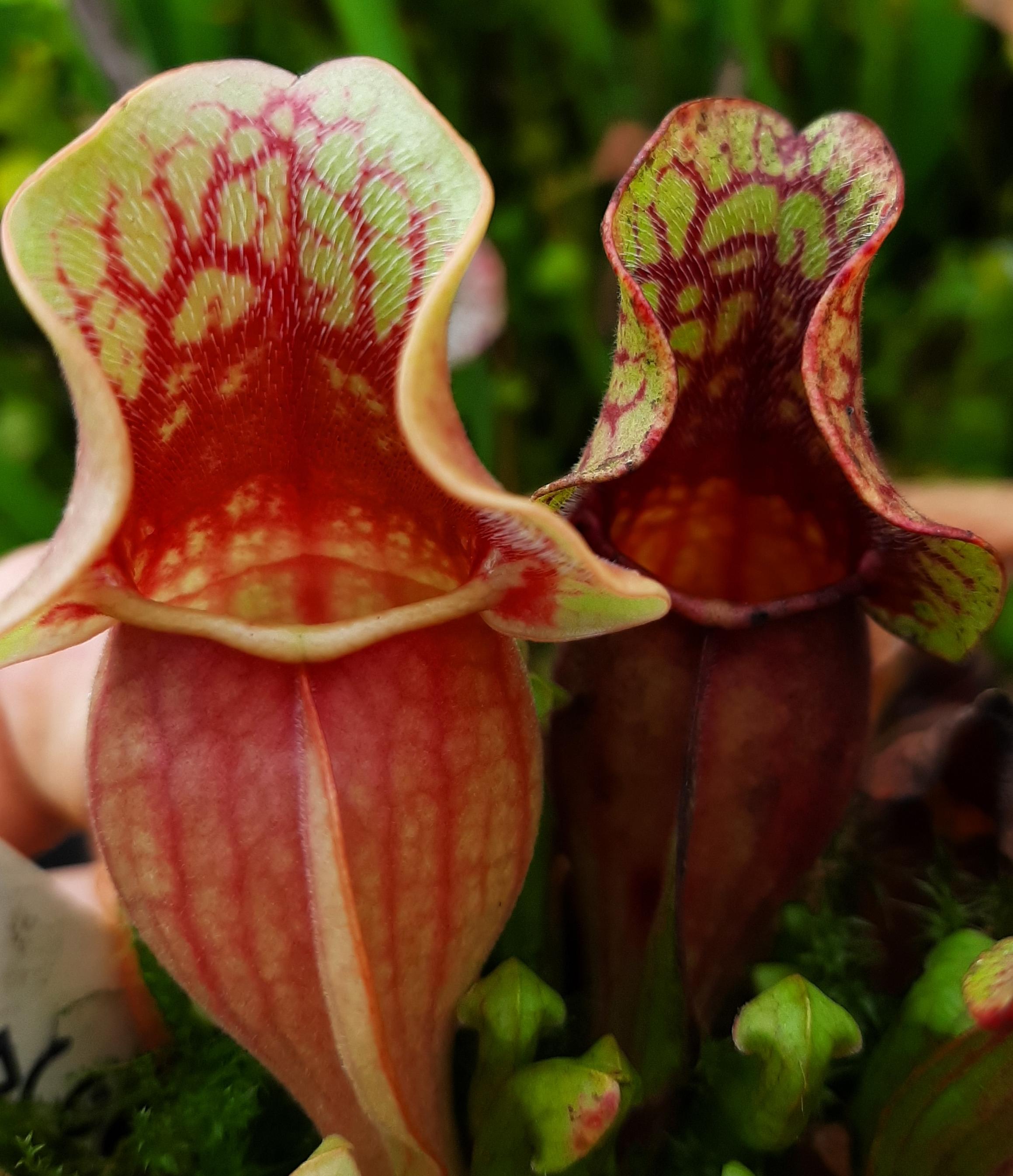 ssp. purpurea, Oakland, Michigan (SG)