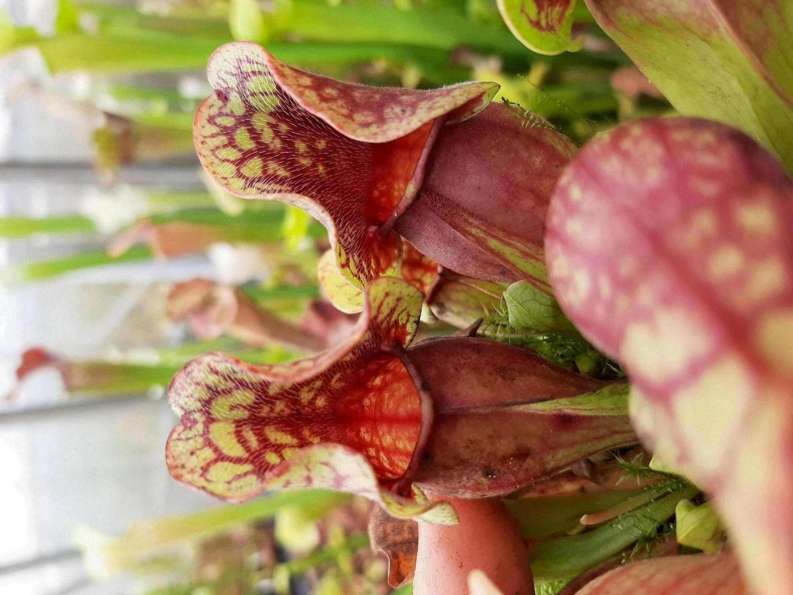 ssp. purpurea, Oakland, Michigan (SG)