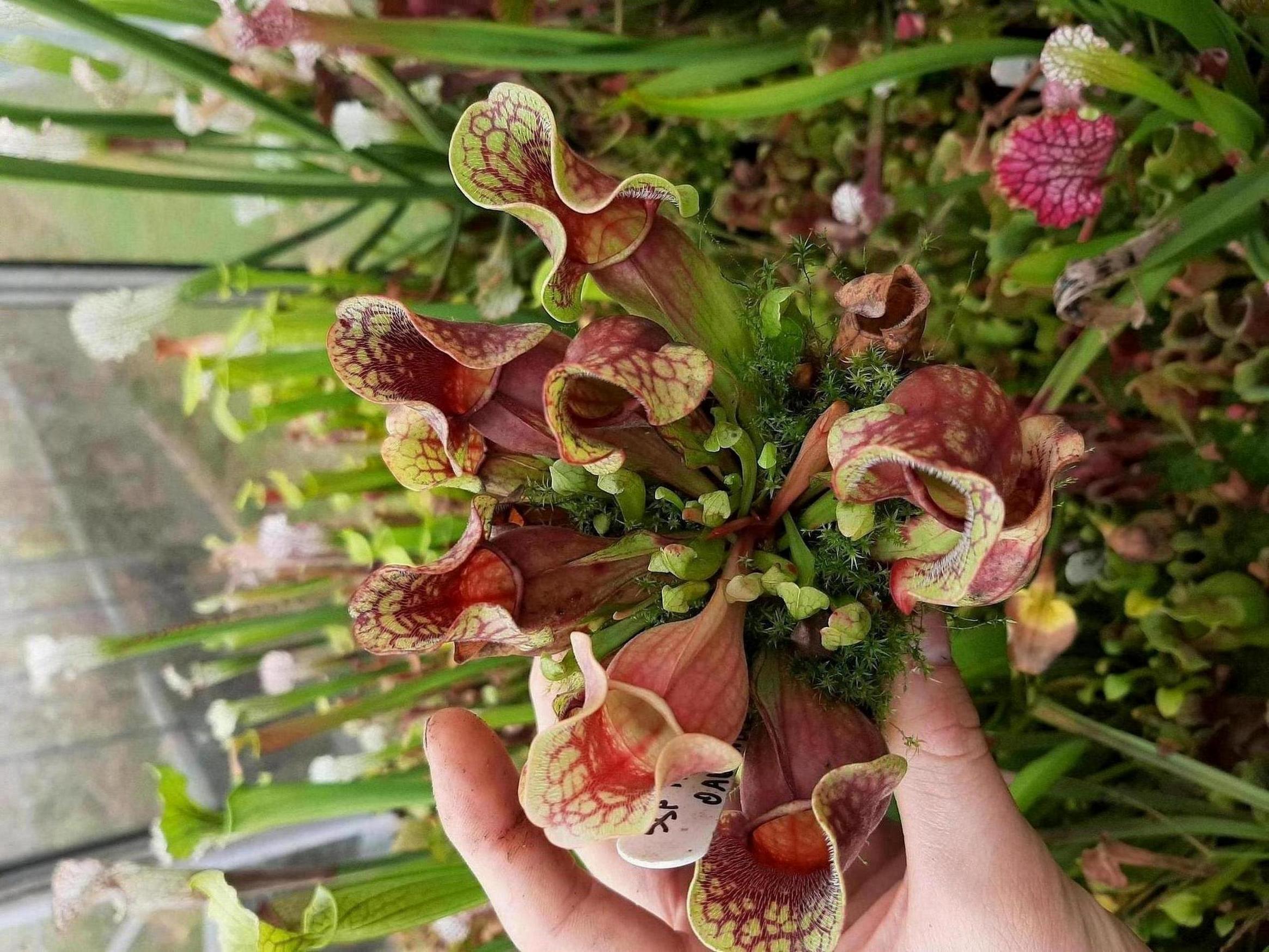 ssp. purpurea, Oakland, Michigan (SG)