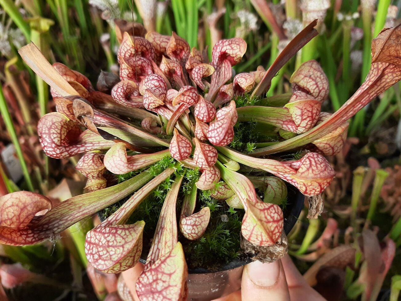S. psittacina, Stone Co., Mississippi