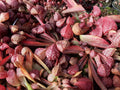 Sarracenia psittacina