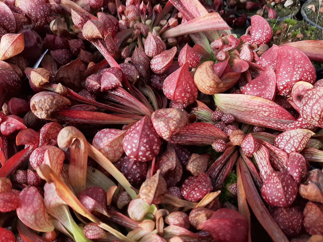 Sarracenia psittacina