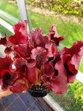 ssp. venosa "all red", Brunswick Co.