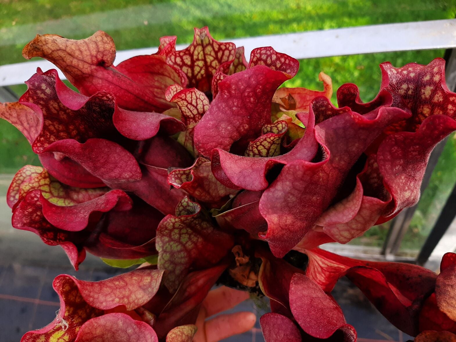 ssp. venosa var. burkii / rosea, Escambia Co., Florida