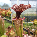 x moorei ('Leah Wilkerson’ x ‘Adrian Slack’ clone F) (M. Srba HA107F)