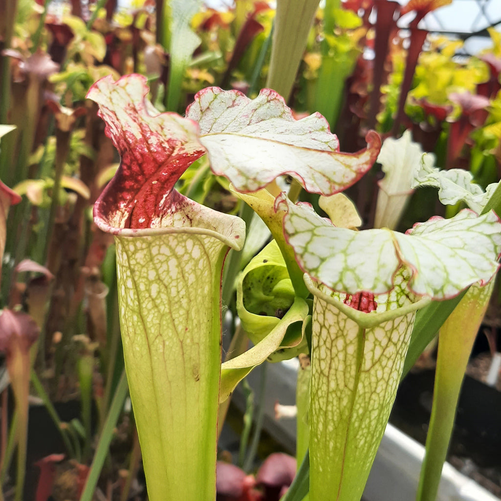 (alata x leucophylla, Red & Gold) x moorei 'Leah Wilkerson' (Cedric Azais Sx65a)